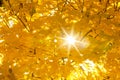 Sun shining bright through yellow Foliage Tree Tops causing Sun Flares and Sun Burst beautiful Fall Background Copyspace Royalty Free Stock Photo