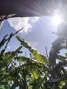 The sun is shining brightly surrounded by a forest of green banana trees Royalty Free Stock Photo