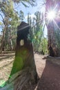 Burned eucalyptus tree trunk in a forest. Royalty Free Stock Photo