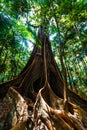 Sun shining on giant fig tree roots. Royalty Free Stock Photo