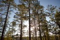 Sun shining through canopy of tall trees in forest