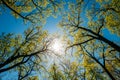Sun Shining Through Canopy Of Tall Trees With Young Spring Folliage Leaves. Sunlight In Deciduous Forest, Summer Nature Royalty Free Stock Photo