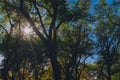 Sun shining through canopy of trees in autumn, in Central Park of New York City, USA Royalty Free Stock Photo