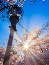 Sun shining through cherry blossoms Royalty Free Stock Photo