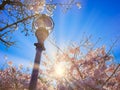 Sun shining through cherry blossoms Royalty Free Stock Photo