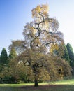 Sun shining on Common Oak in Westonbirt Arboretum