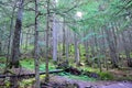 Sun shining through the conifer forest