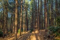 Sun shining through the conifer trees