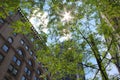 Sun shining through a delicate canopy of tree located in Downtown Montreal, Canada, accompanied with nearby buildings.