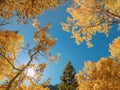Sun shining through the fall colored aspen trees in the mountains Royalty Free Stock Photo