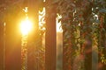 the sun is shining through the fence. The setting sun shines through a wooden fence. goji berry bush