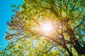 Sun Shining Through Foliage Of Oak Tree Spring Season. Deciduous Royalty Free Stock Photo
