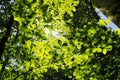 Sun shining into forest, low angle view