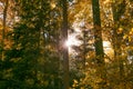 Sun Shining Through Forest Trees Foliage in Autumn Royalty Free Stock Photo