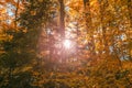 Sun Shining Through Forest Trees Foliage in Autumn Royalty Free Stock Photo