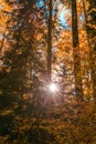 Sun Shining Through Forest Trees Foliage in Autumn Royalty Free Stock Photo