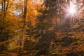 Sun Shining Through Forest Trees Foliage in Autumn Royalty Free Stock Photo