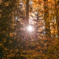 Sun Shining Through Forest Trees Foliage in Autumn Royalty Free Stock Photo