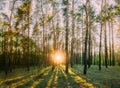 Sun Shining Through Forest Trees Woods. Sunset Sunrise In Summer Royalty Free Stock Photo