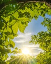 Sun shining through the frame green leaves with ray of light in the forest Royalty Free Stock Photo