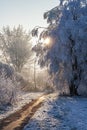 Sun shining through frosted trees