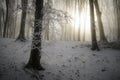 Sun shining in frozen forest with fog Royalty Free Stock Photo