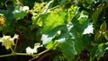 Sun shining through grapevine leaves. Backlit grape leaves background