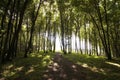 Sun shining in a green forest in summer with road Royalty Free Stock Photo