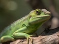 Sun shining on a green iguana in the nature