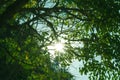 The sun shining through a green tree, with a clear sky in the background. Royalty Free Stock Photo