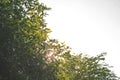 The sun shining through a green tree, with a clear sky in the background. Royalty Free Stock Photo