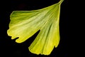 In the sun shining green-yellow ginkgo leaf, isolated from black background Royalty Free Stock Photo