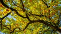 Sun shining through high autumn oak tree with yellow leaves against clear blue sky. Abstract nature background Royalty Free Stock Photo