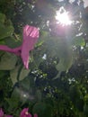 Sun shining through the leafs and pink flower peddles on a tree