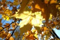 Sun shining through leafs of platanus during autumn