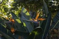 Several flowring Strelitzia flowers with large leaves Royalty Free Stock Photo