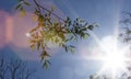 Sun shining through the leaves of tree and plant branches on a sunny summer day creating a decorative rainbow lens flare Royalty Free Stock Photo