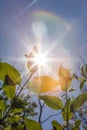 Sun shining through the leaves of tree and plant branches on a sunny summer day creating a decorative rainbow lens flare Royalty Free Stock Photo