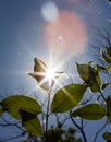 Sun shining through the leaves of tree and plant branches on a sunny summer day creating a decorative rainbow lens flare Royalty Free Stock Photo