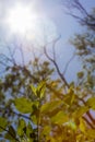 Sun shining through the leaves of tree and plant branches on a sunny summer day creating a decorative rainbow lens flare Royalty Free Stock Photo