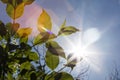 Sun shining through the leaves of tree and plant branches on a sunny summer day creating a decorative rainbow lens flare Royalty Free Stock Photo