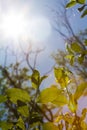 Sun shining through the leaves of tree and plant branches on a sunny summer day creating a decorative rainbow lens flare Royalty Free Stock Photo