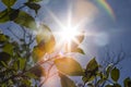 Sun shining through the leaves of tree and plant branches on a sunny summer day creating a decorative rainbow lens flare Royalty Free Stock Photo