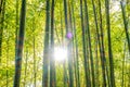 Sun shining through bamboo trees in a forest.