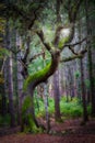 The sun shining through a majestic green oak tree in the forest Royalty Free Stock Photo