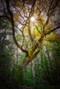 The sun shining through a majestic green oak tree in the forest Royalty Free Stock Photo