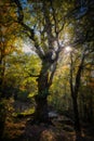 The sun shining through a majestic green oak tree in the forest Royalty Free Stock Photo