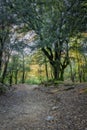 The sun shining through a majestic green oak tree in the forest Royalty Free Stock Photo