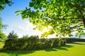 The sun shining through a majestic green tree. Royalty Free Stock Photo