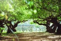 The sun shining through a majestic green tree, a summer. background green tree